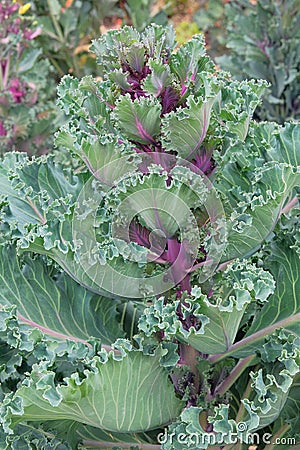 Cabbage in farming and harvesting. Violet cabbage growing in the rustic garden. Growing vegetables at home. Vertical photo. Stock Photo