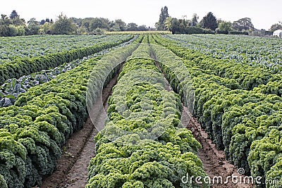 Cabbage Stock Photo