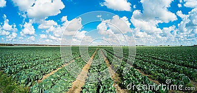 Cabbage field Stock Photo