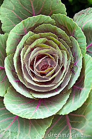 Cabbage flower Stock Photo