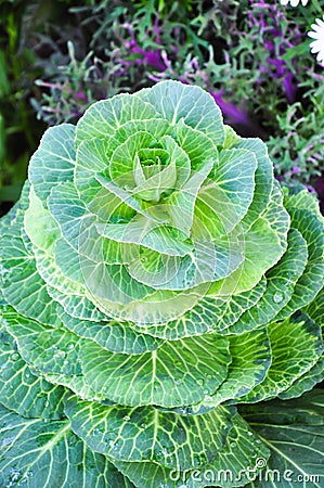 Cabbage flower Stock Photo