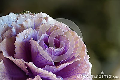 Cabbage Flower With Water Drops Details Macro Photography Stock Photo