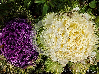 Cabbage Flowers Stock Photo