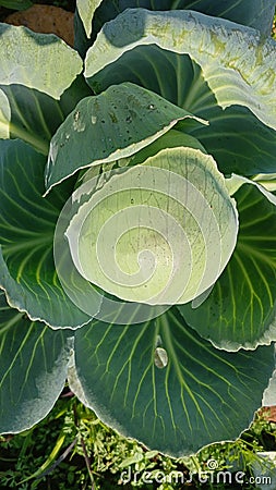 Cabbage in the garden, close-up of cabbage head. Stock Photo