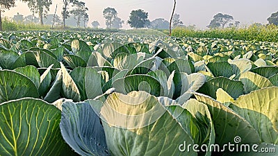 Cabbage in the garden, close-up of cabbage head. Stock Photo