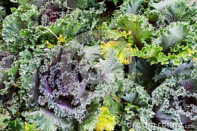 Cabbage growing organically Stock Photo