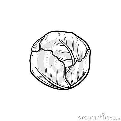 Cabbage hand drawn sketch icon. Vector Illustration