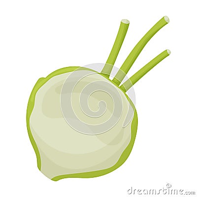 Cabbage of kohlrabi vector icon.Cartoon vector icon isolated on white background cabbage of kohlrabi . Vector Illustration