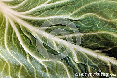 Cabbage Leaf Stock Photo