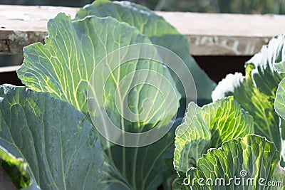 Cabbage leaves with veins backlit in garden kaleyard Stock Photo