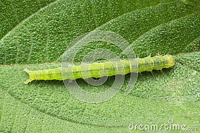 Cabbage looper moth caterpillar.Family Noctuidae, referred to as owlet moths, Trichoplusia ni, Satara Stock Photo