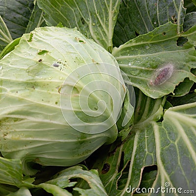 Cabbage looper cabbage semilooper (pupa) Trichoplusia ni (HÃ¼bner) Stock Photo