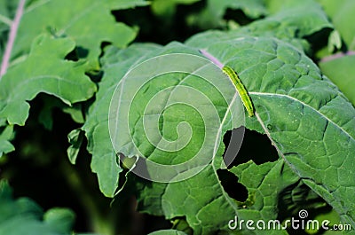 Cabbage Looper Stock Photo
