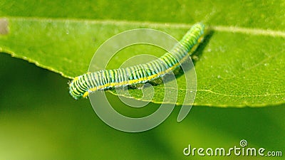 Cabbage moth caterpillar Stock Photo