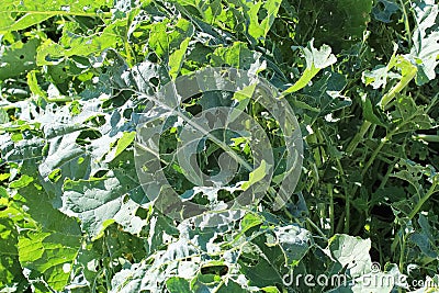 Cabbage Moth damage seen on broccoli leaves Stock Photo