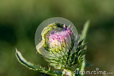 Cabbage moth larva. Stock Photo