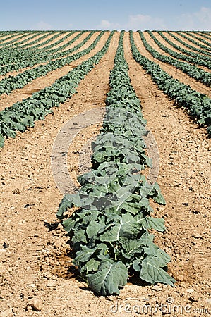 Cabbage plantation Stock Photo