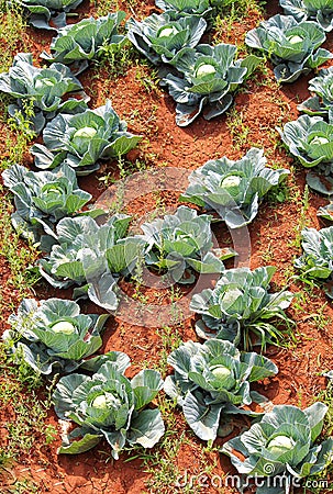 Cabbage plantation in India Stock Photo