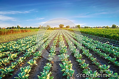 Cabbage plantations grow in the field. vegetable rows. farming, agriculture. Landscape with agricultural land. crops Stock Photo