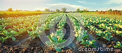 Cabbage plantations grow in the field. vegetable rows. farming, agriculture. Landscape with agricultural land. crops. selective fo Stock Photo