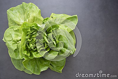 Cabbage round fresh lettuce isolated on dark background with copy space. Salat lettuce. Healthy food Stock Photo