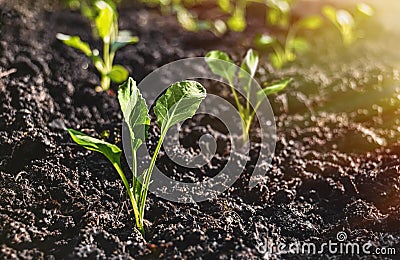 The cabbage seedlings prepared for planting in the ground, on closer inspection, a horizontal frame Stock Photo