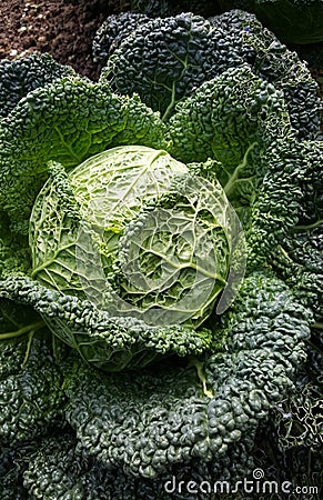 Cabbage sprouts Stock Photo