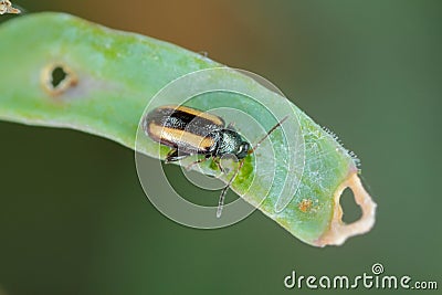 Cabbage Stem Flea beetle and damaged leaves of oilseed rape - canola. Pests of crops. Stock Photo