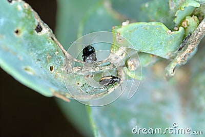 Cabbage Stem Flea beetle and damaged leaves of oilseed rape - canola. Pests of crops. Stock Photo