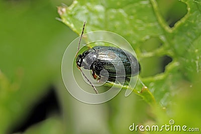 Cabbage Stem Flea Beetle Psylliodes chrysocephala. Stock Photo