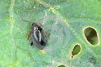 Cabbage Stem Flea Beetle Psylliodes chrysocephala. Stock Photo