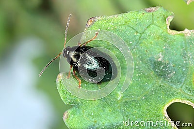 Cabbage Stem Flea Beetle Psylliodes chrysocephala. Stock Photo