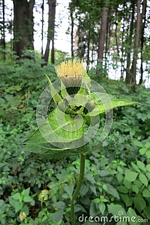 Cabbage Thistle (Cirsium oleraceum) Stock Photo