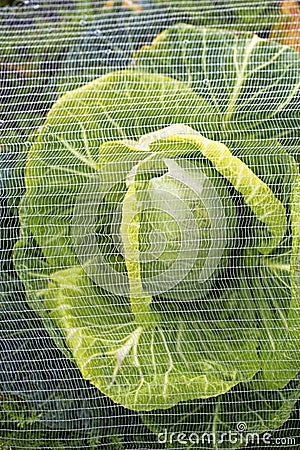 Cabbage under net farm closeup Stock Photo