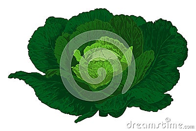 Cabbage. Vector Cartoon Illustration