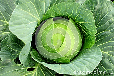 Cabbage Stock Photo