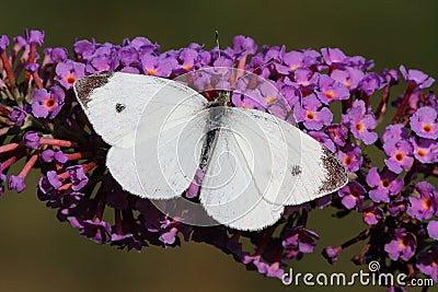 Cabbage White Butterfly Stock Photo