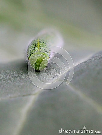 Cabbage White Caterpillar Front Stock Photo