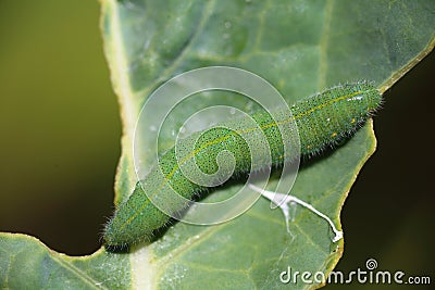 Cabbage larva on leaf macro image Stock Photo