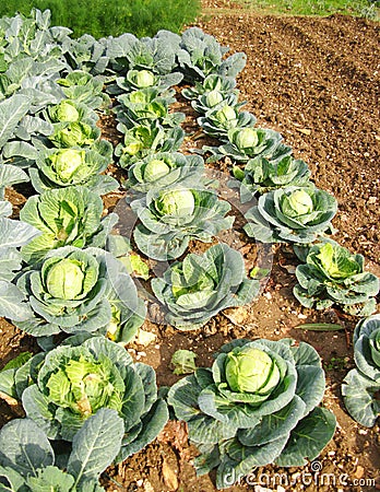 Cabbages Stock Photo