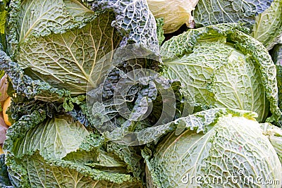 Cabbages Stock Photo