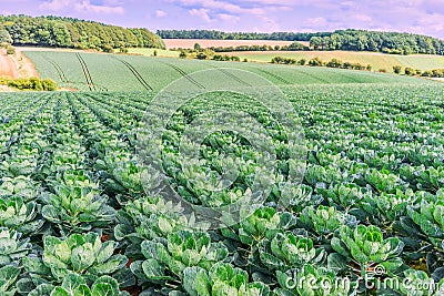 Cabbages Stock Photo