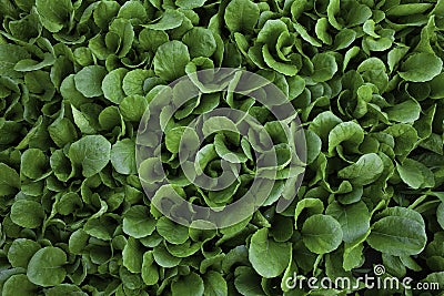 Cabbages Stock Photo
