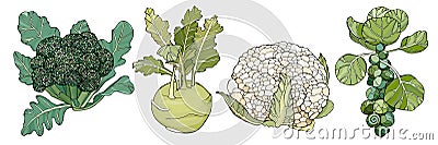 Cabbages isolated on white Vector Illustration