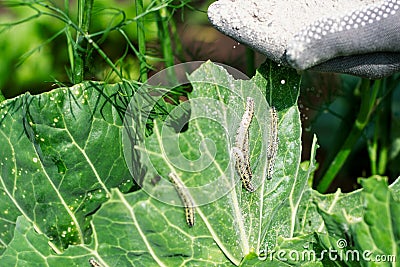 Cabbages are sprinkled by worker with ashes for protection from the pests Stock Photo