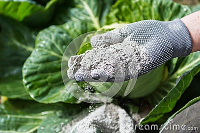 Cabbages are sprinkled by worker with ashes Stock Photo