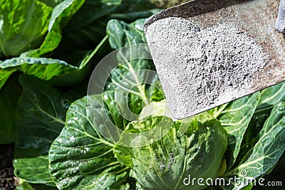 Cabbages are sprinkled by worker with ashes Stock Photo