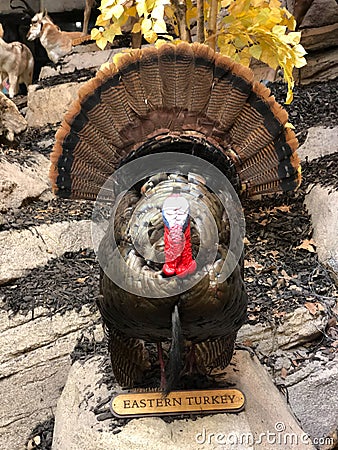 Eastern Turkey at Cabela`s Sporting Goods Store in Greenville, SC Editorial Stock Photo