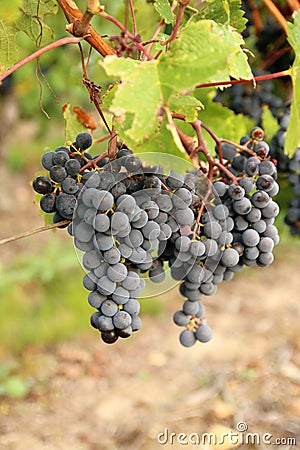 Cabernet Franc black grapes Stock Photo