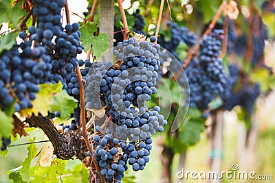 Cabernet Franc Grape Vine. Ripe Cabernet Grapes On The Vine In Vineyard Stock Photo